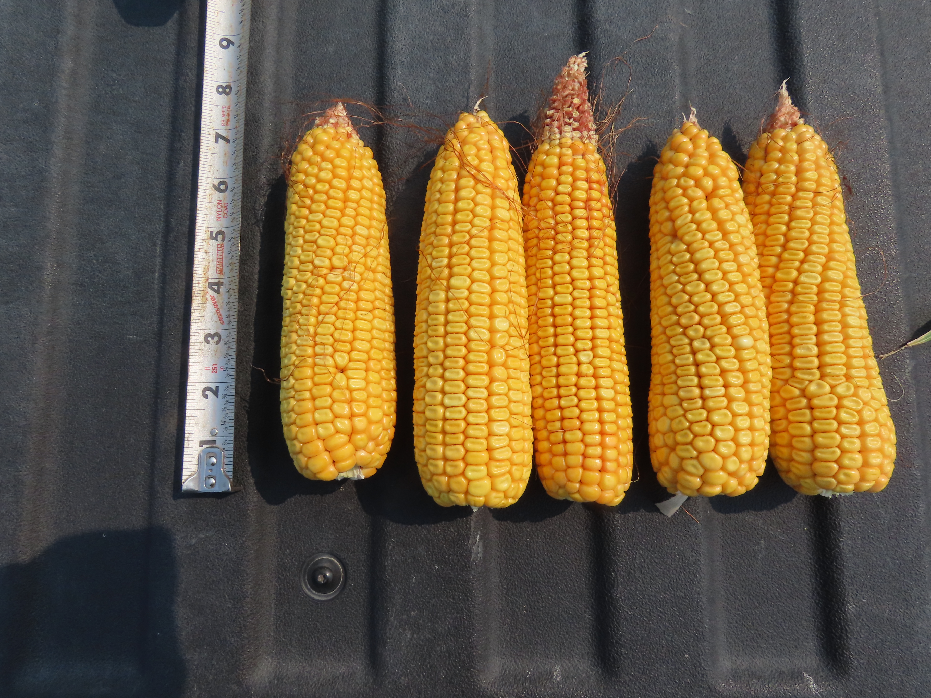 Pifer's | 106.66 Acres - Polk County, MN