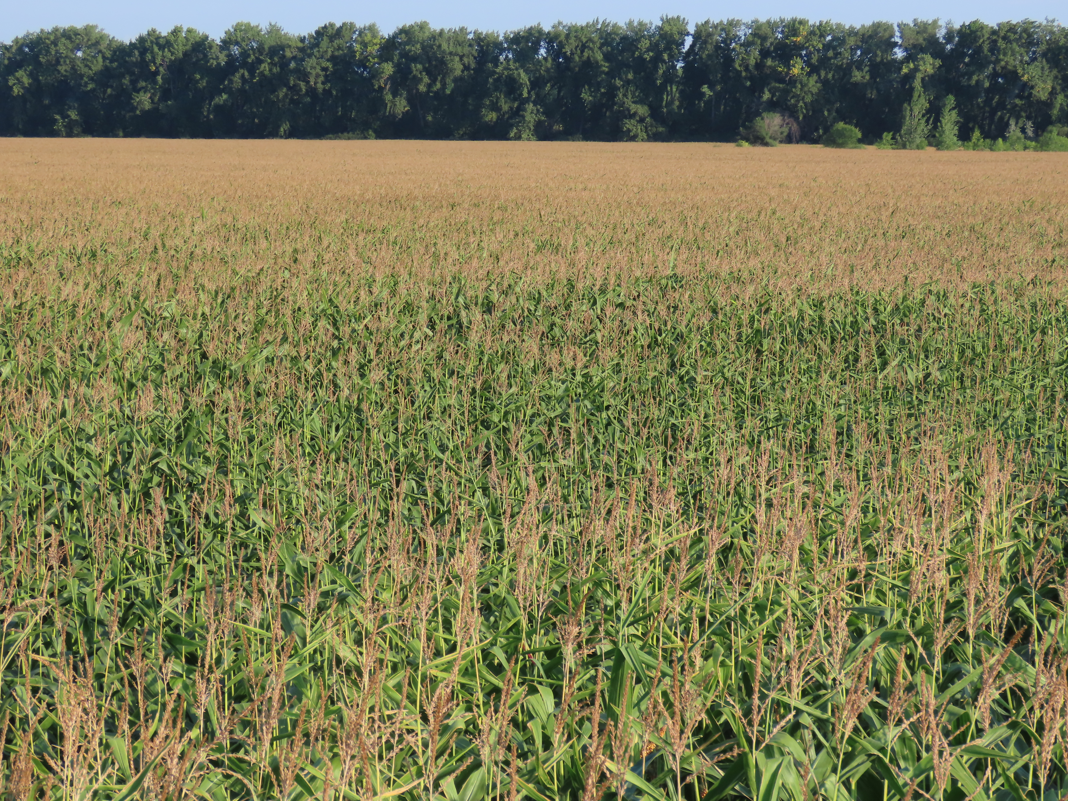 Pifer's | 117.09 Acres - Pembina County, ND