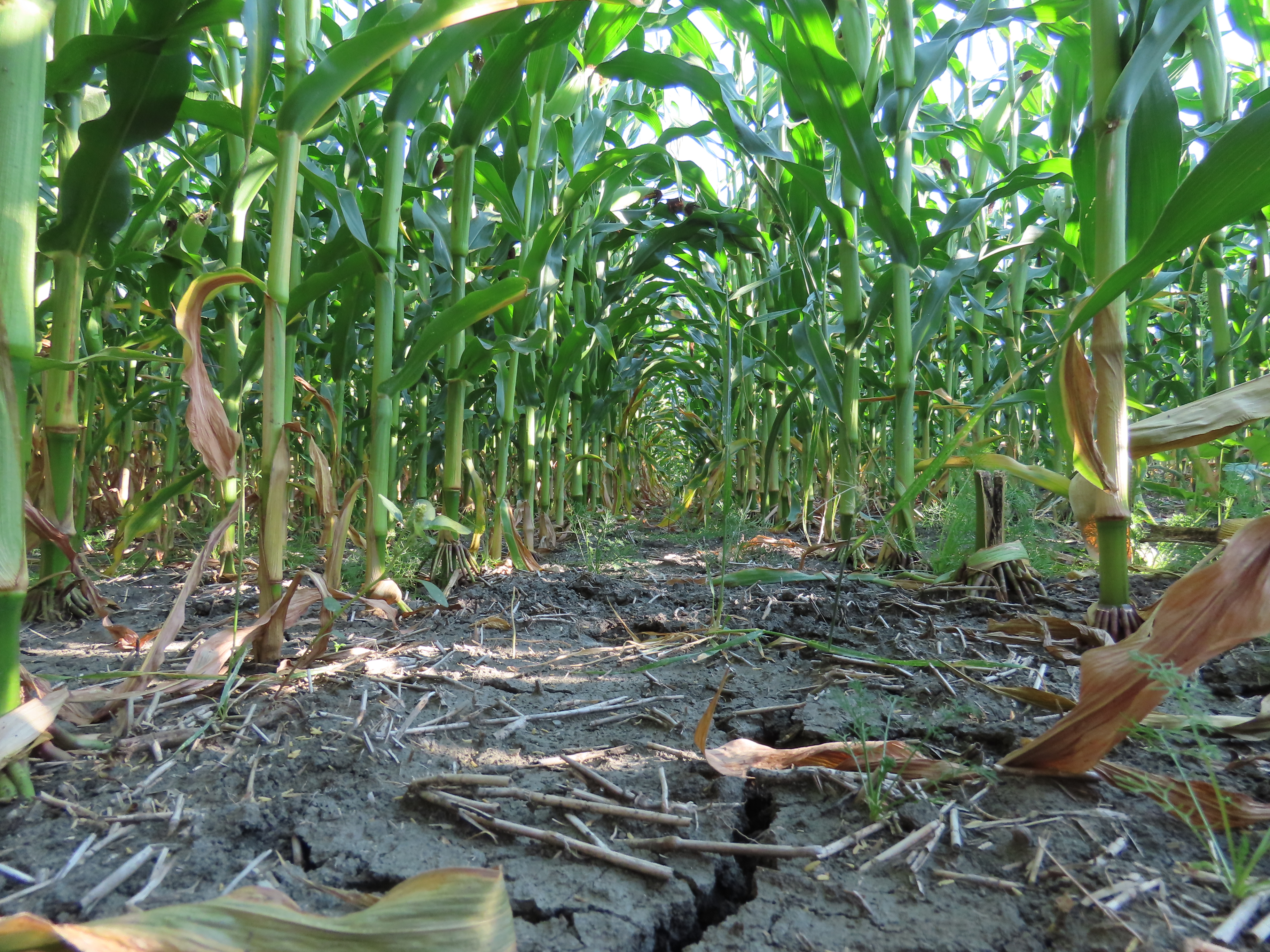 Pifer's | 117.09 Acres - Pembina County, ND
