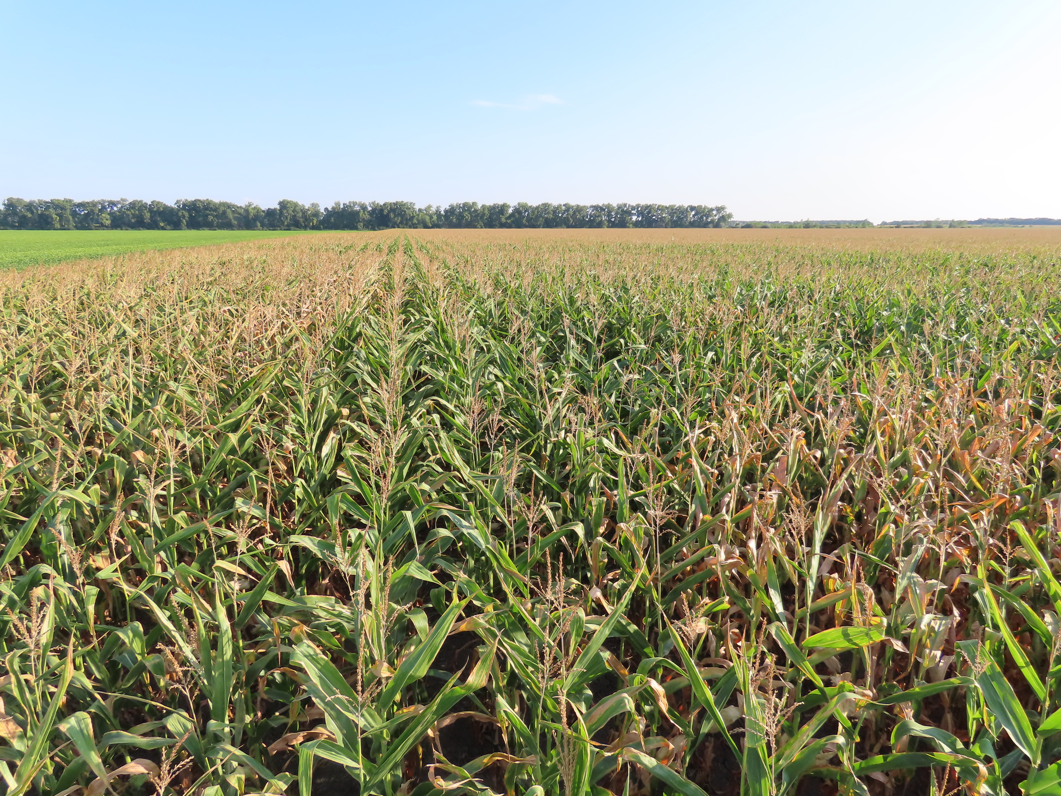 Pifer's | 117.09 Acres - Pembina County, ND