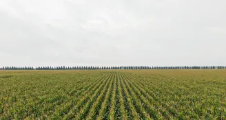 When Big Farms Get Into Trouble: The Monette Farms Story