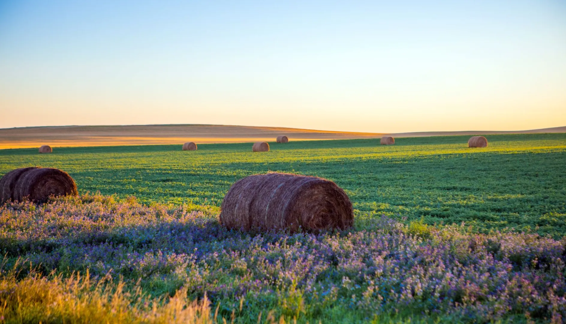 hay bale in field