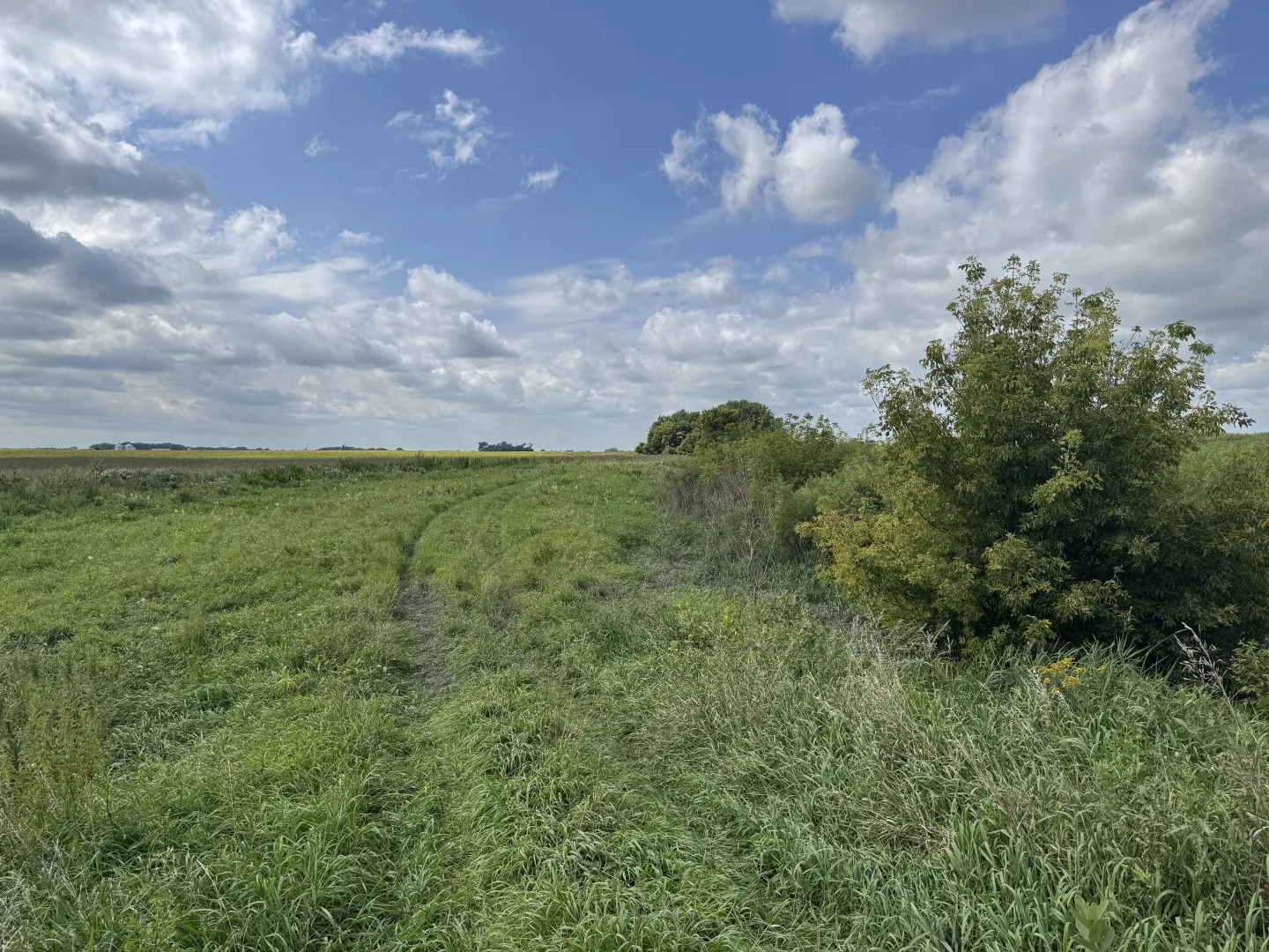 Buffer along Shakopee Creek